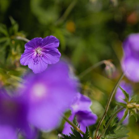 Oberlech750. Refugium Am Berg. Apartment Ngoại thất bức ảnh